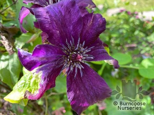 CLEMATIS viticella 'Dark Eyes' 