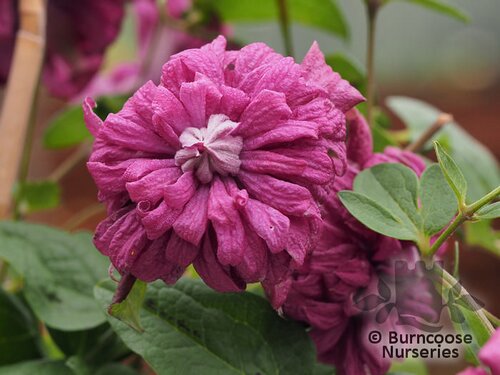 CLEMATIS viticella 'Purpurea Plena Elegans' 