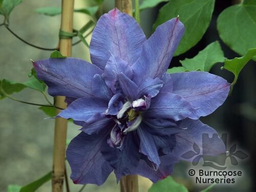 CLEMATIS 'Vyvyan Pennell'  