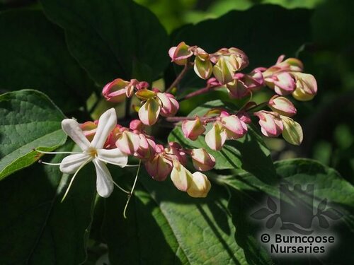 CLERODENDRUM trichotomum  