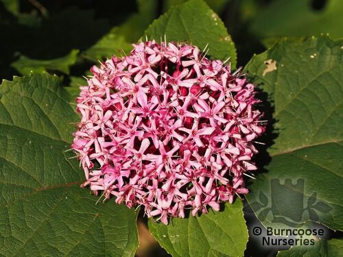 CLERODENDRUM bungei  