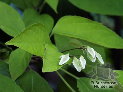 CLERODENDRUM trichotomum var fargesii 