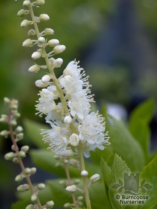CLETHRA alnifolia  