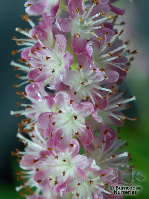 CLETHRA alnifolia 'Ruby Spice' 