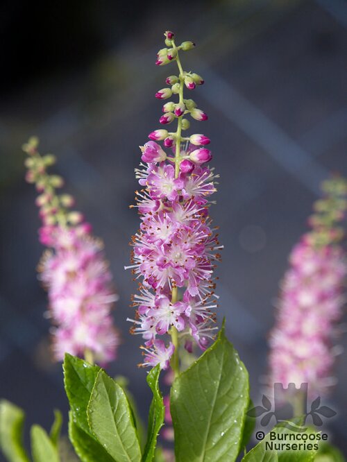 CLETHRA   