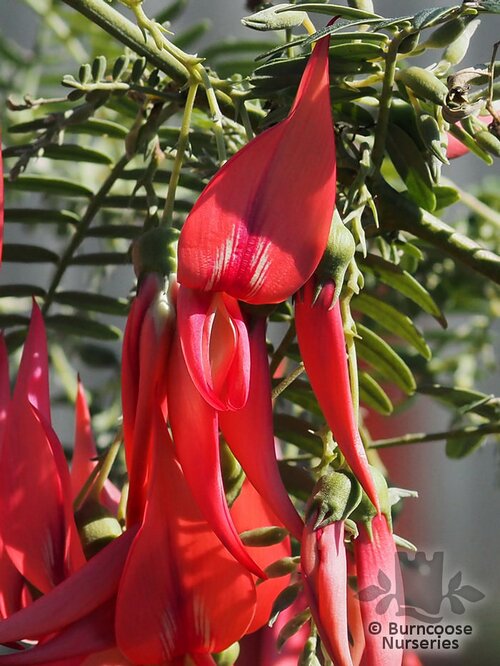 CLIANTHUS   