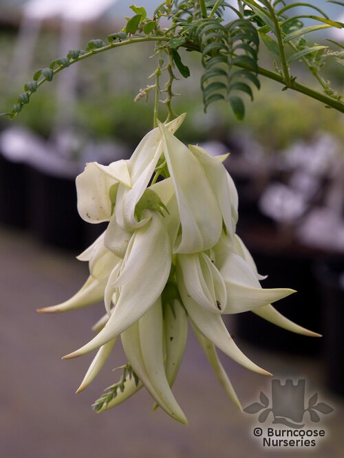 CLIANTHUS puniceus 'Albus' 