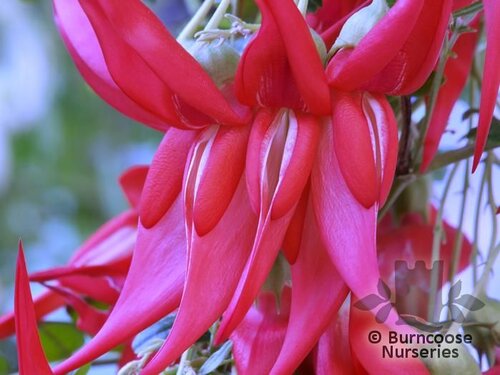 CLIANTHUS puniceus 'Flamingo' 