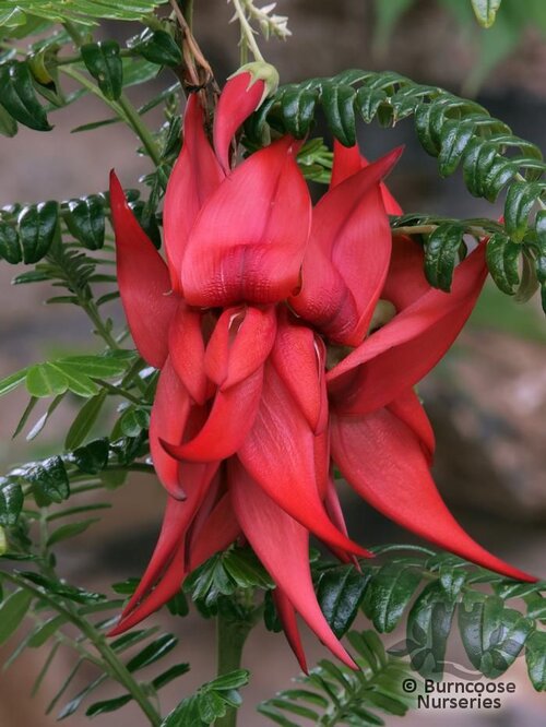 CLIANTHUS puniceus 'Kaka King' 