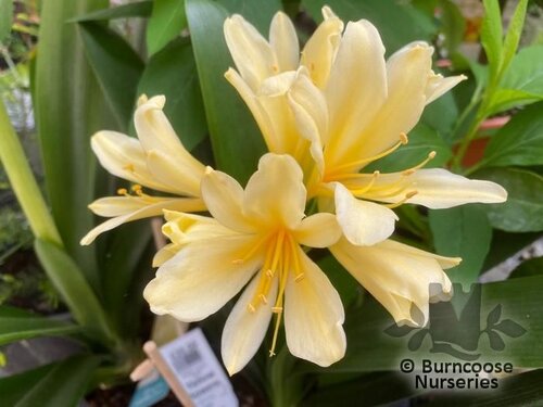 CLIVIA miniata 'Citrina' 