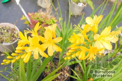 CROCOSMIA 'Paul's Best Yellow'  