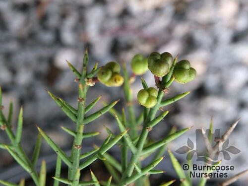 COLLETIA hystrix  