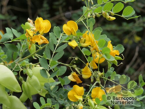 COLUTEA arborescens  