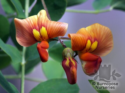 COLUTEA x media 'Copper Beauty' 