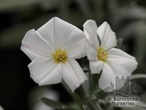 CONVOLVULUS cneorum  