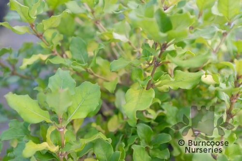 COPROSMA 'Autumn Orange'  