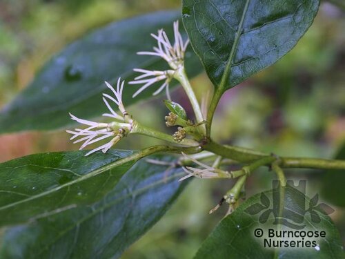 COPROSMA grandiflora  