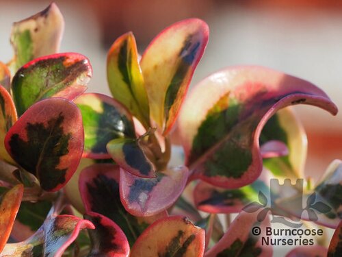 COPROSMA 'Inferno'  