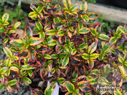 COPROSMA   