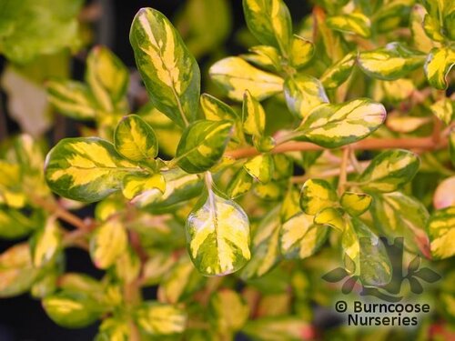COPROSMA 'Lemon and Lime'  