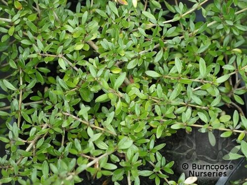 COPROSMA 'Taiko'  