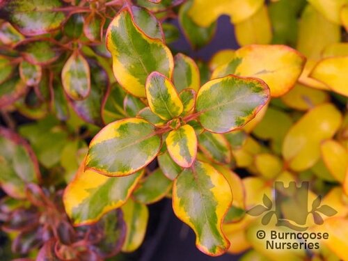 COPROSMA 'Tequila Sunrise'  