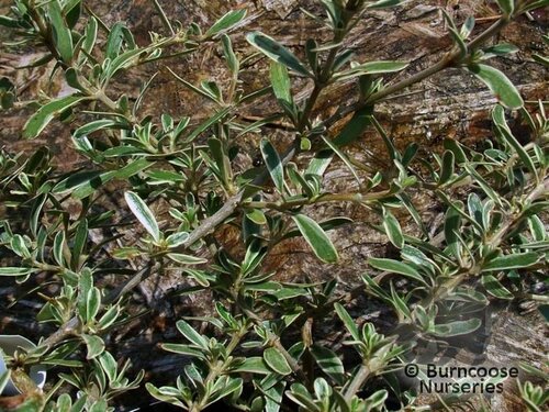 COPROSMA x kirkii 'Variegata' 