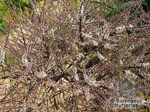 CORDYLINE australis  