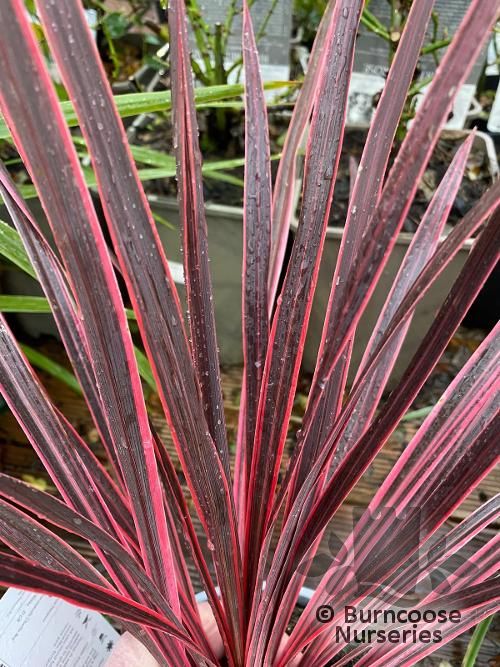 CORDYLINE australis 'Charlie Boy' 