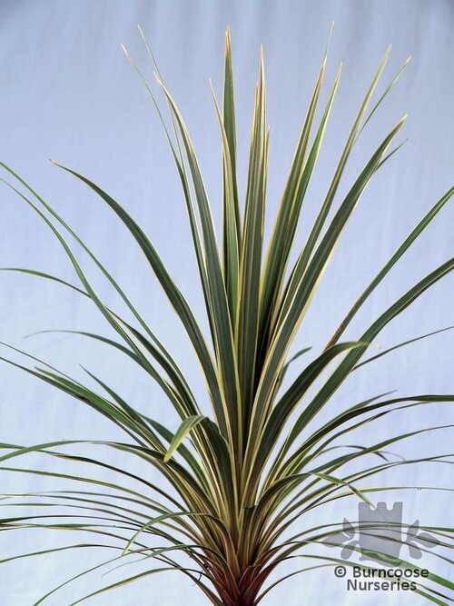 CORDYLINE australis 'Torbay Dazzler' 