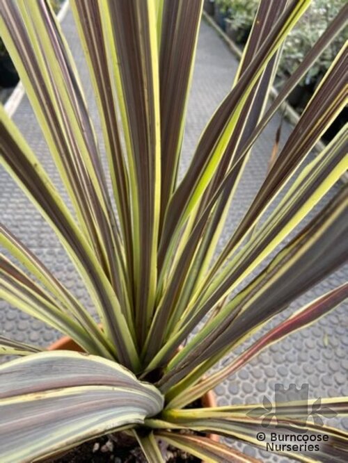 CORDYLINE banksii 'Electric Flash' 