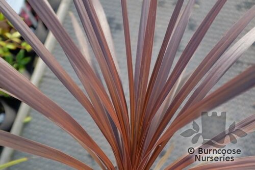 CORDYLINE australis 'Red Sensation' 