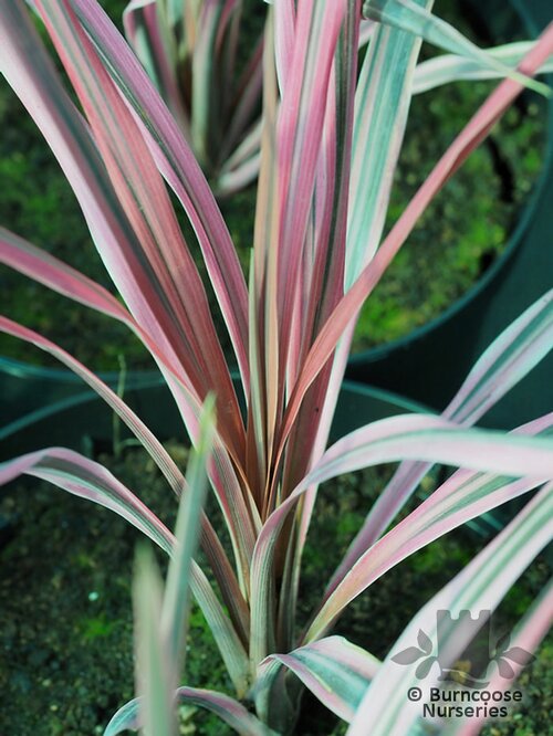 CORDYLINE australis 'Southern Splendour' 
