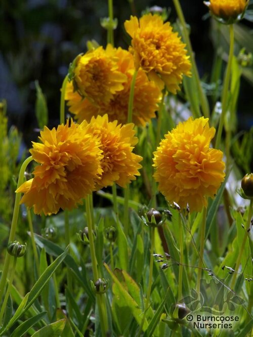 COREOPSIS grandiflora 'Sunray' 