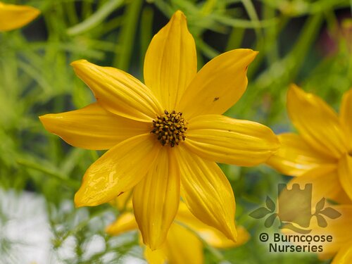 COREOPSIS verticillata 'Grandiflora' 