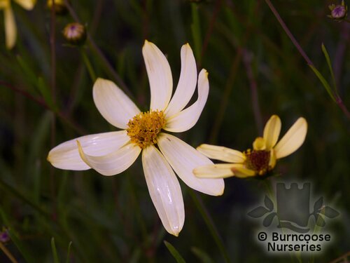 COREOPSIS verticillata 'Moonbeam' 