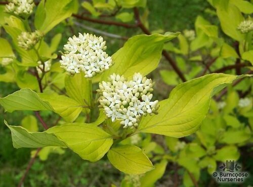 CORNUS alba  