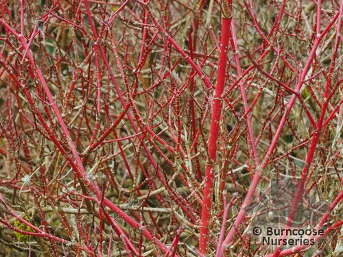 CORNUS alba 'Elegantissima' 