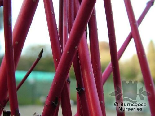 CORNUS alba 'Sibirica' 