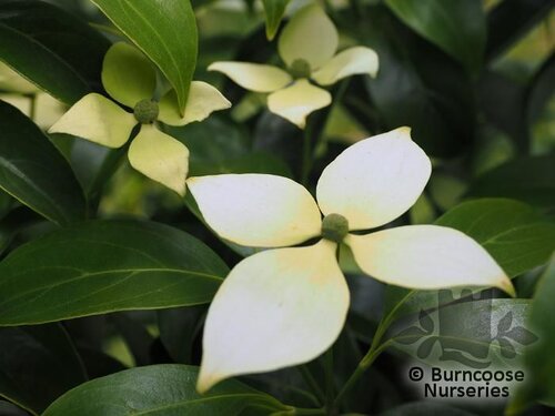 CORNUS elliptica 'Empress of China' 