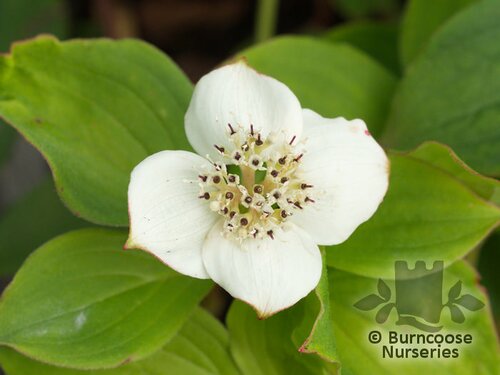 CORNUS canadensis  