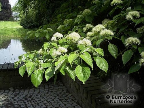 CORNUS controversa  