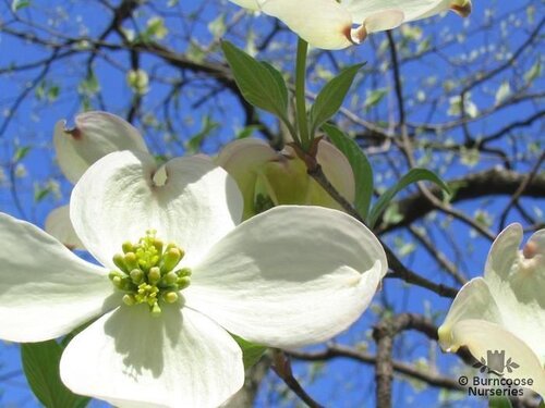 CORNUS florida  
