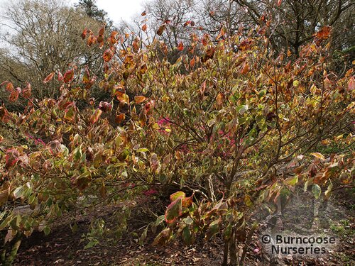 CORNUS florida 'Daybreak' 