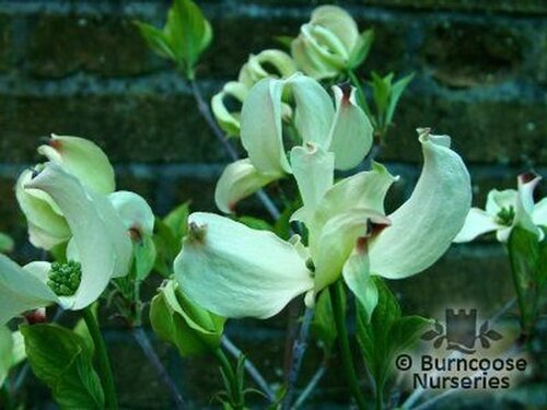 CORNUS   