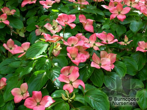 CORNUS florida 'Red Giant' 