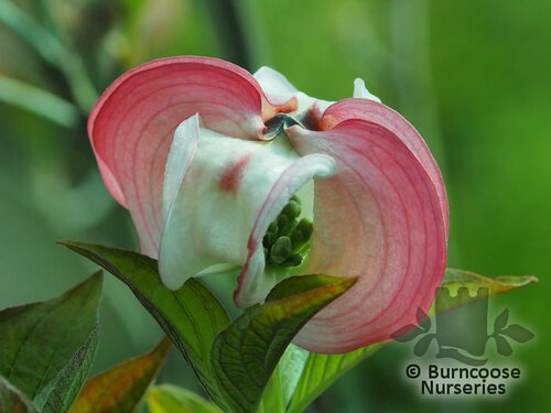 CORNUS florida rubra 