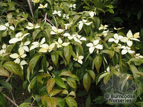 CORNUS hongkongensis  