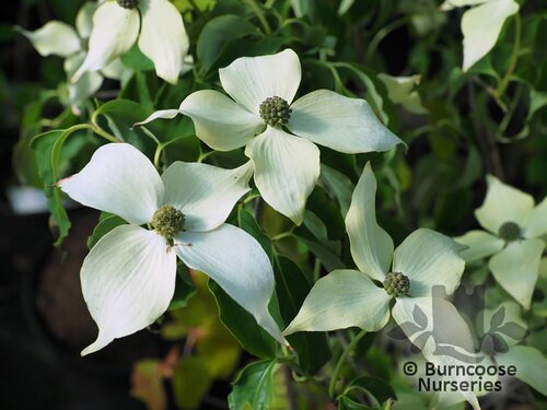 CORNUS kousa var chinensis 'China Girl'
