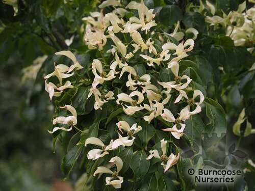 CORNUS kousa 'Madame Butterfly' 